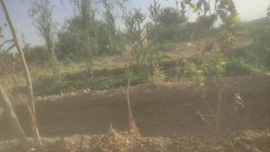 بوستان جمشیدی