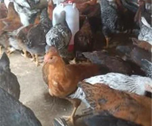 فروش جوجه مرغ محلی