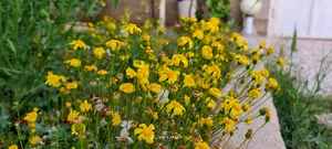شیراز بلوار میرزای شیرازی کوچه 9/9