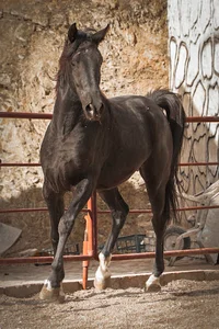 باشگاه سوارکاری دلاور