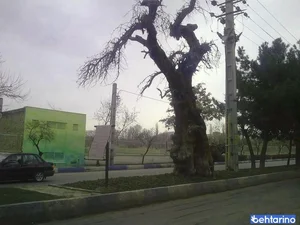 سرو کهنسال گوهردشت 3