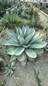 گلخانه تهران کاکتوس
