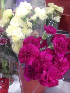 مزون عروس مدروز