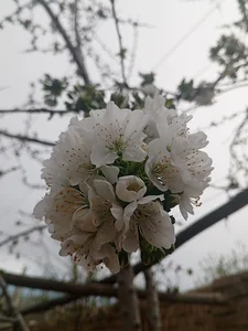رستوران امید