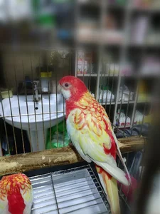 پرنده سرای ری