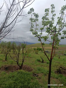 باغ رشیدی