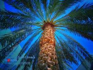Histological palm plantation