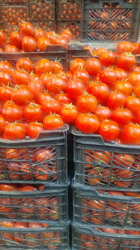 بابک سعیدی