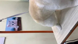اصلاح و شستشو حیوانات خانگی حدیث 4