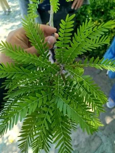 بوستان گیاه شناسی غدیر-فاروق شادآباد 4