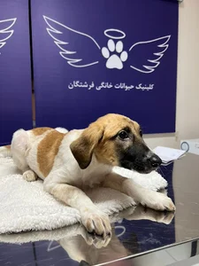 کلینیک حیوانات خانگی فرشتگان