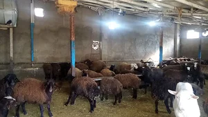 دامداری برادران کمالی