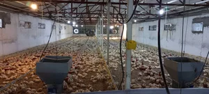 مرغداری فخرالدین کشیری ۳۰ هزار قطعه ای گوشتی
