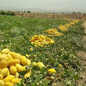 فروشگاه اینترنتی بذر راه