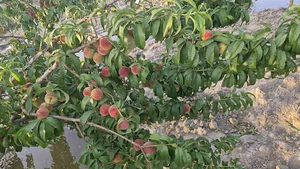 بهشت اصغر