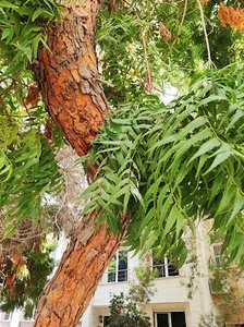 خیابان آسمان
