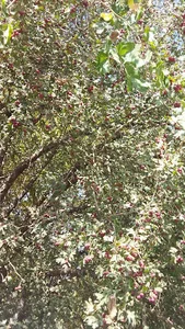 باغ کوهاب