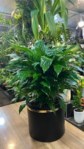 گل سرای علی اکبری 2