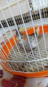 چیکو تک سوار