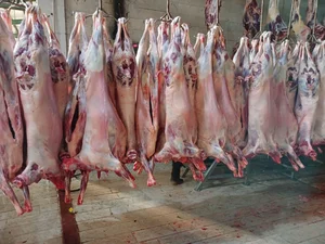 آرکا پروتئین پارسیان 2