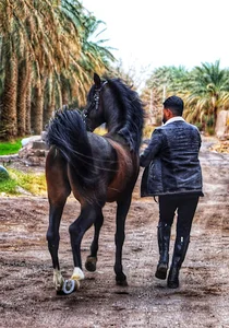 عکاسی نما