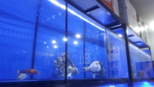 AQUA PALLADIUM