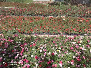 نهالستان و گلخانه سرو و کاج