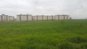 مجتمع رز
