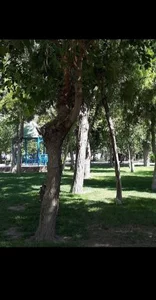 بوستان 22 بهمن 4