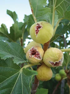 باغچه