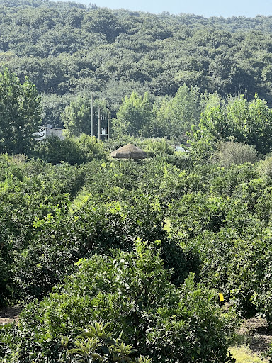 کوی بهار