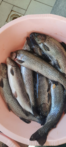 پرورش ماهی و مرکز عرضه ماهی قزل آلای تازه ، ماهیسرای رنگین کمان