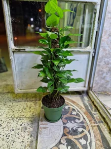 گلخانه سبزکوش 3