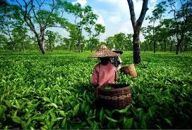 Golshane Ganj Tea Factory