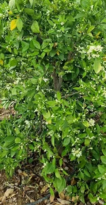 باغ دکتر تقی زاده