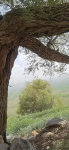سرای نخجیر