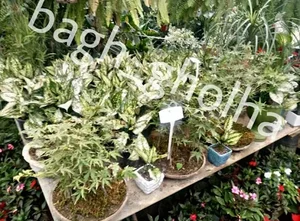 گلخانه باغ گلها 2