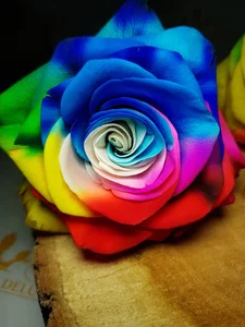 گالری گل فاطیما