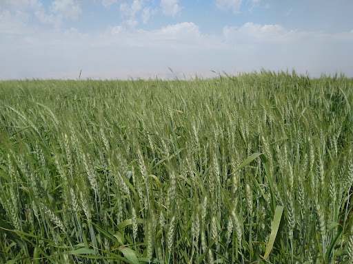 مزرعه کشاورزی حسین نظری(حسین آباد)