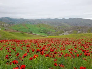 سیدلر