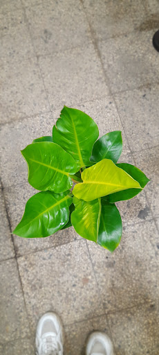 گل فروشی یاس