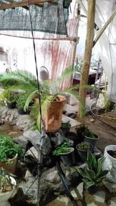گلباغ (گلخانه)مهرمادری