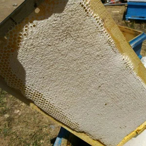 عسل فریزیان