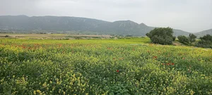 باغ رستوران شقایق