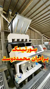 شالیکوبی قاسم محمددوست