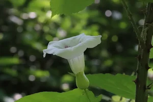 شیرگاه