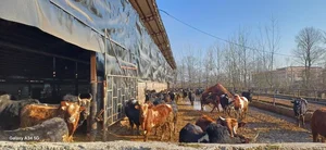 دامداری کیهان نژاد 2