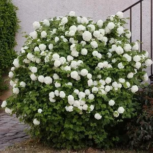فروش درختچه بداغ (بوداغ)