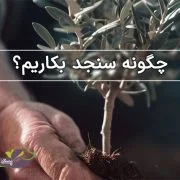 چگونه سنجد بکاریم؟ • پسته رفسنجان