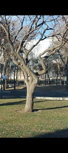 پارک شهر بیجار
